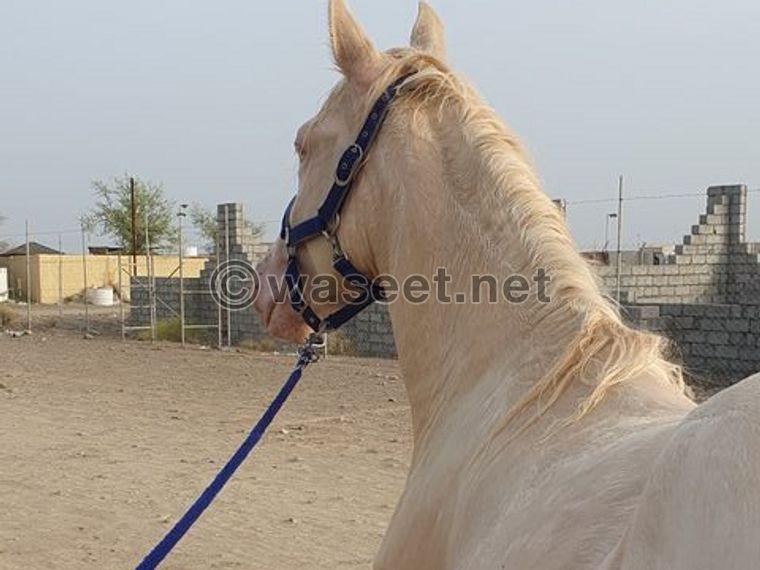 Spanish Cremelo horse for sale in Sohar 0