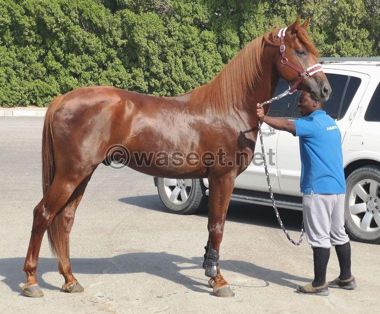 Beautiful young horse for sale in the United Arab Emirates  0