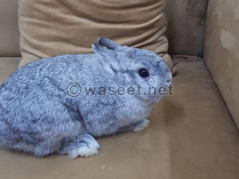 Dutch dwarf rabbit for sale 0