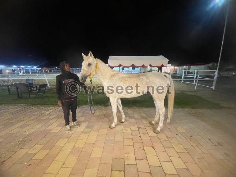 A horse for sale in Al Ain 2