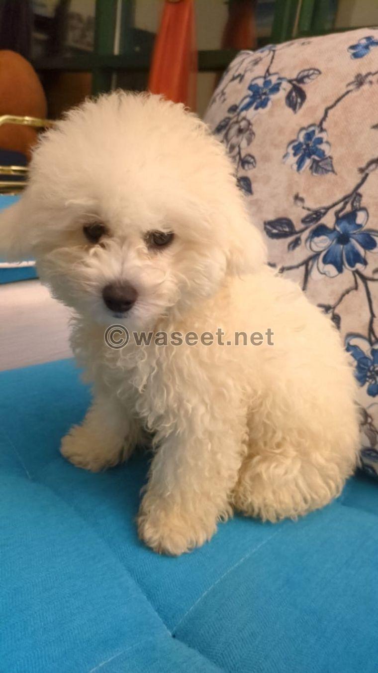 Toy Poodle, 3 months old 0