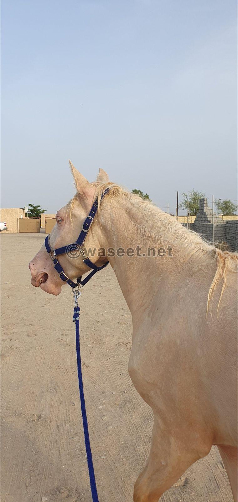 Spanish Cremelo horse for sale in Sohar 2